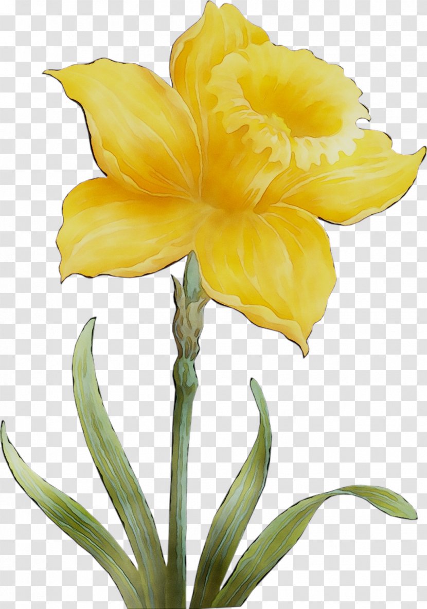 Amaryllis Jersey Lily Cut Flowers Yellow Plant Stem - Pedicel Transparent PNG