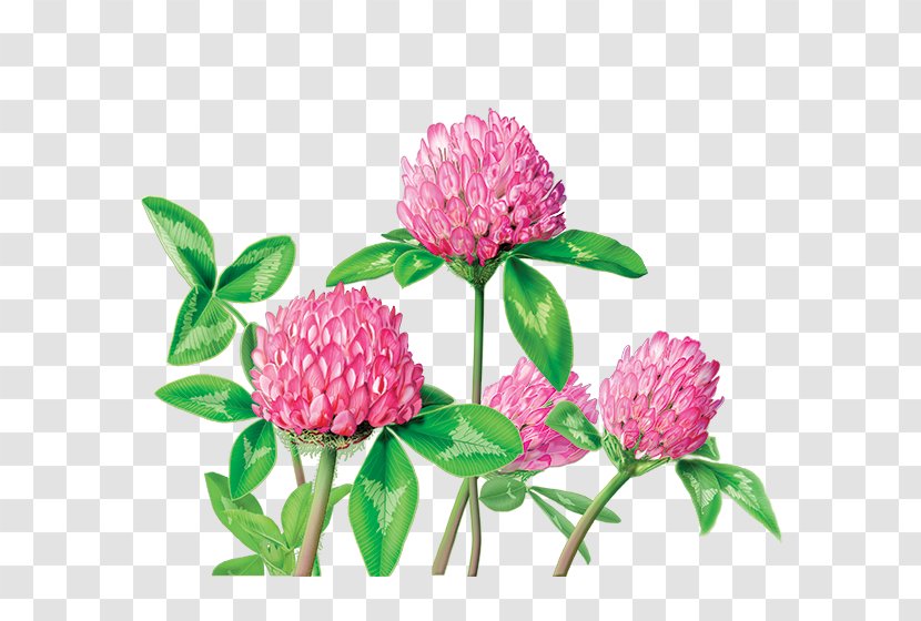 Herbal Tea Red Clover Dietary Supplement - Annual Plant - Water Color Flowers Transparent PNG