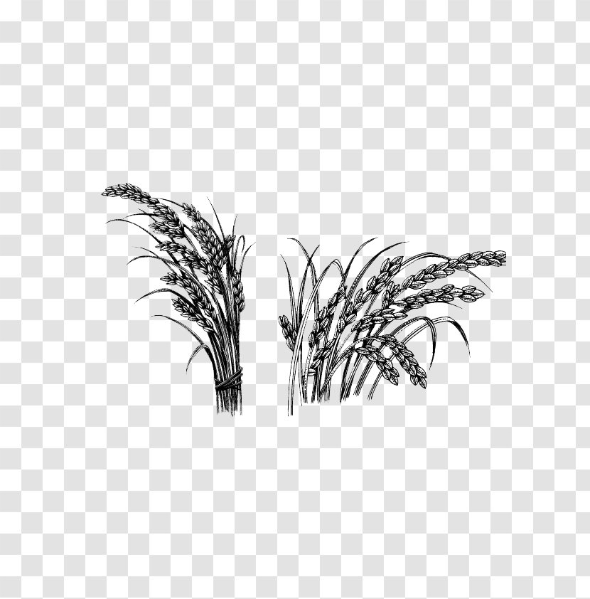 Rice Oryza Sativa Crop - Sketch Transparent PNG