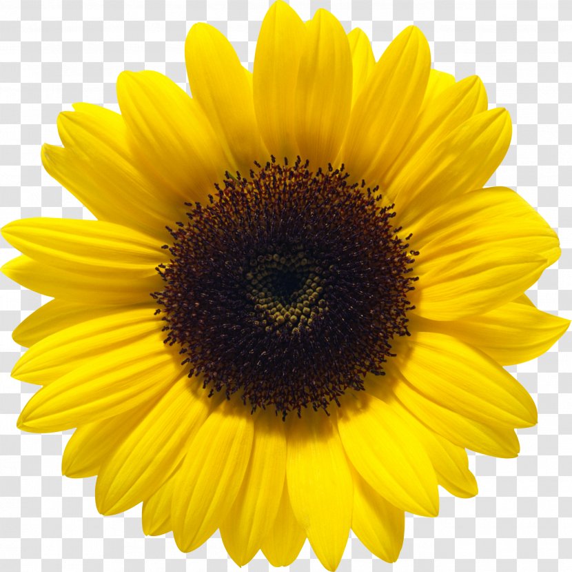 Common Sunflower Color - Lecithin Transparent PNG