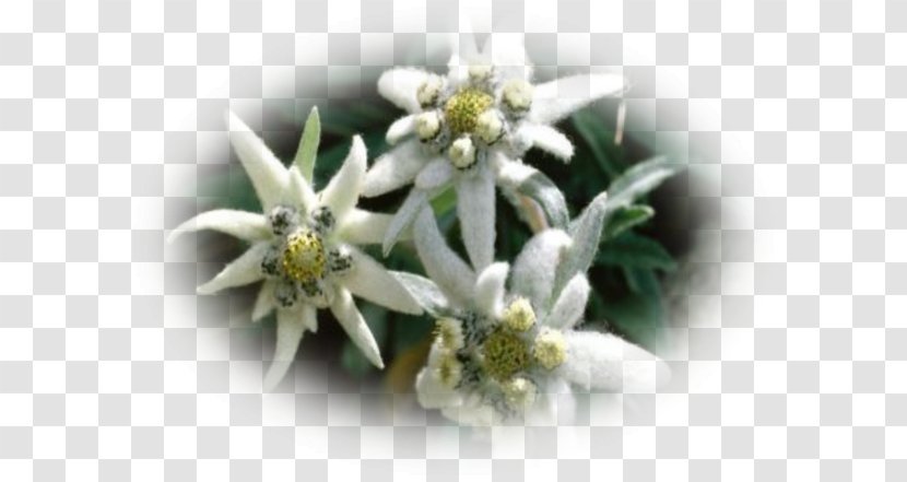 Edelweiss Flower Seed Alps - Alpine Garden - Mount Transparent PNG