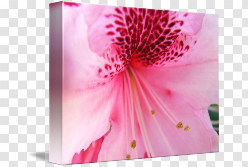 Lily Of The Incas Gallery Wrap Art Azalea Troutman Transparent PNG