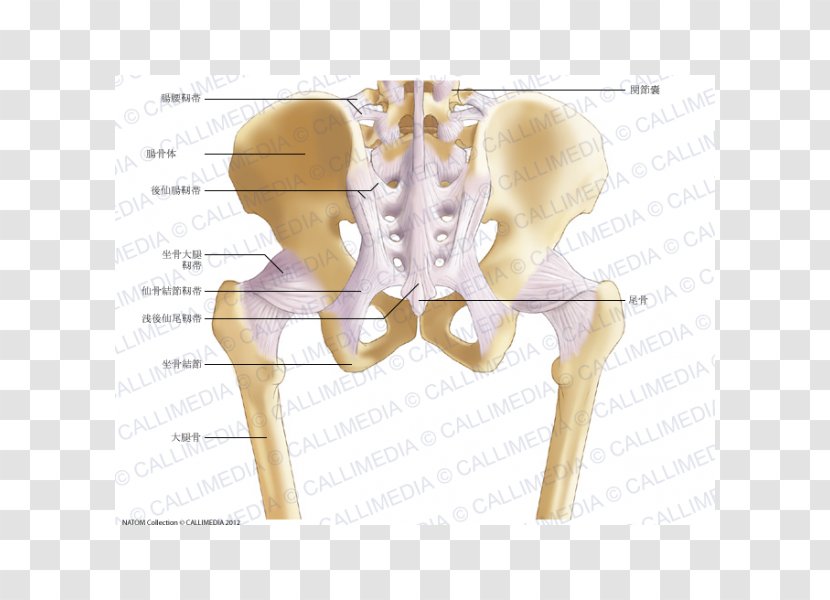 The Female Pelvis Anatomy & Exercises Hip Bone Ligament - Cartoon - Pelvic Transparent PNG