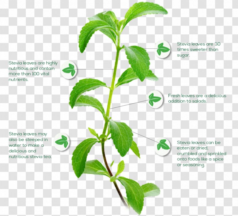 Stevia Candyleaf Plant Steviol Glycoside Stevioside - Extract Transparent PNG