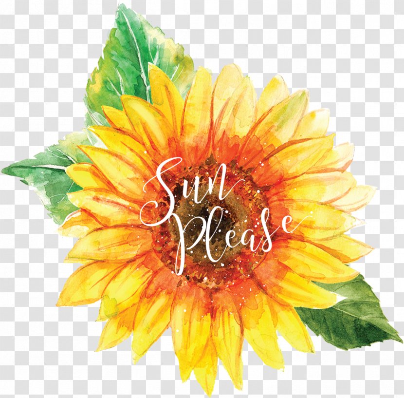 Flowers Background - Sunflowers - Herbaceous Plant Annual Transparent PNG