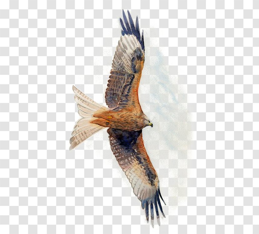 Deer Hawk Watercolor Painting - Falcon - Hand-painted Eagle Transparent PNG