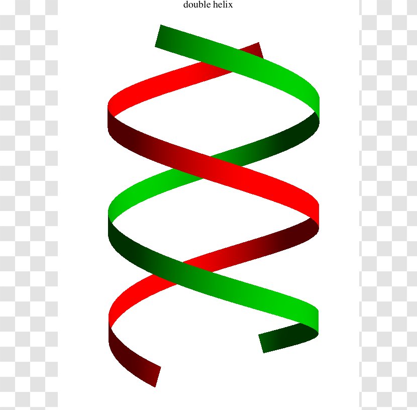 The Double Helix: A Personal Account Of Discovery Structure DNA Nucleic Acid Helix Clip Art - Tree - Vector Transparent PNG