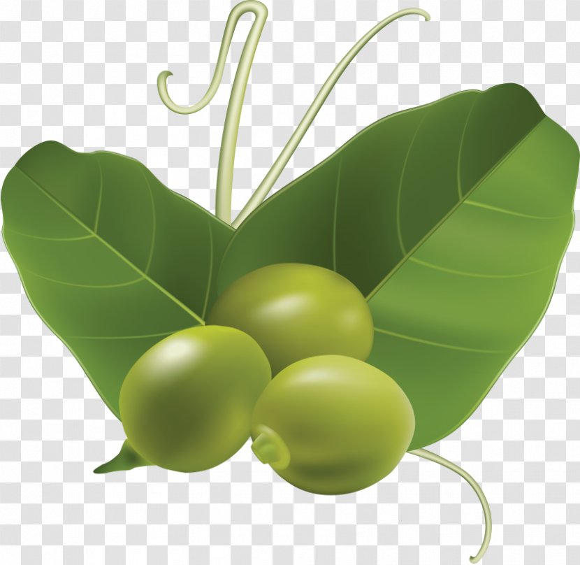 Snow Pea Clip Art Computer File Format - Green Bean - Vegetable Transparent PNG