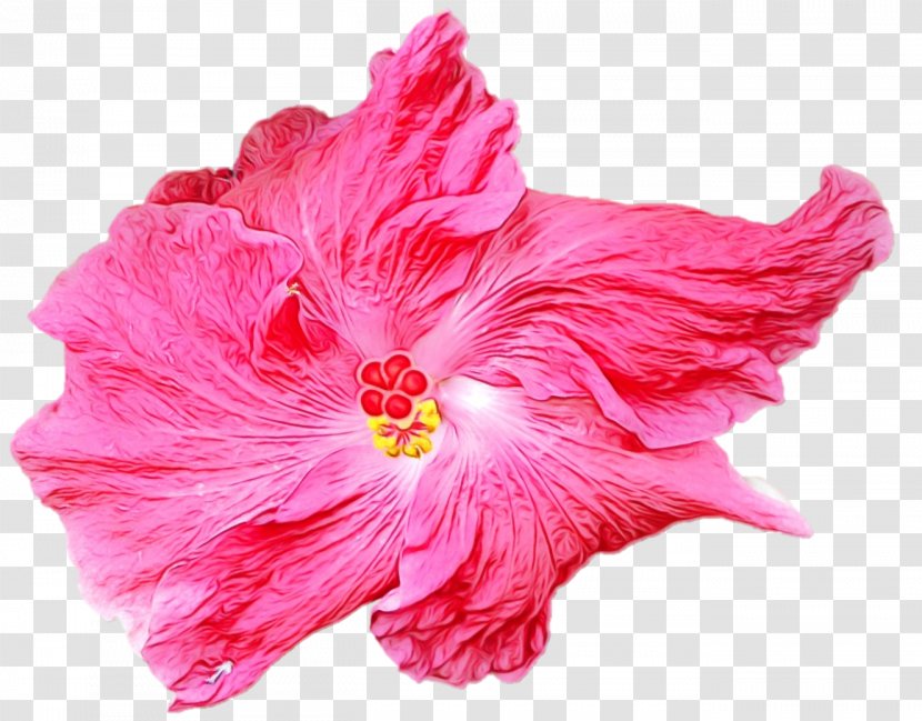 Pink Flower Cartoon - Petal - Mallow Family Plant Transparent PNG