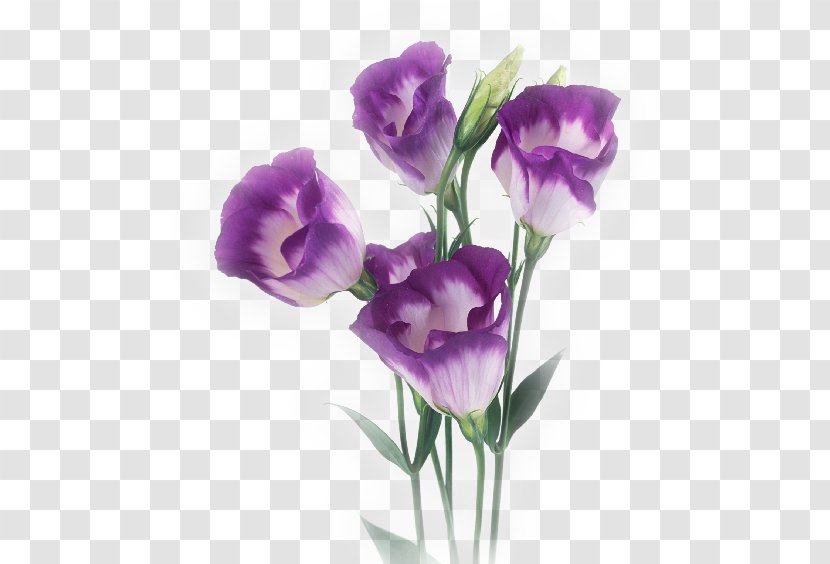 Cut Flowers Poppy No Purple - Flower Transparent PNG