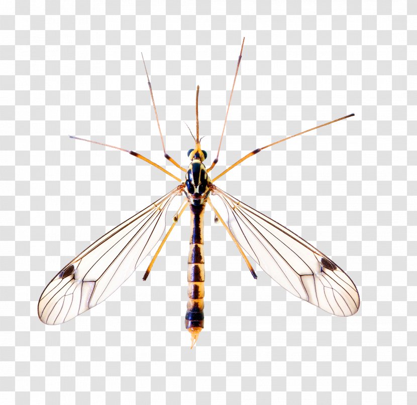 Yellow Fever Mosquito Insect Chikungunya Virus Infection Dengue - Net Winged Insects Transparent PNG