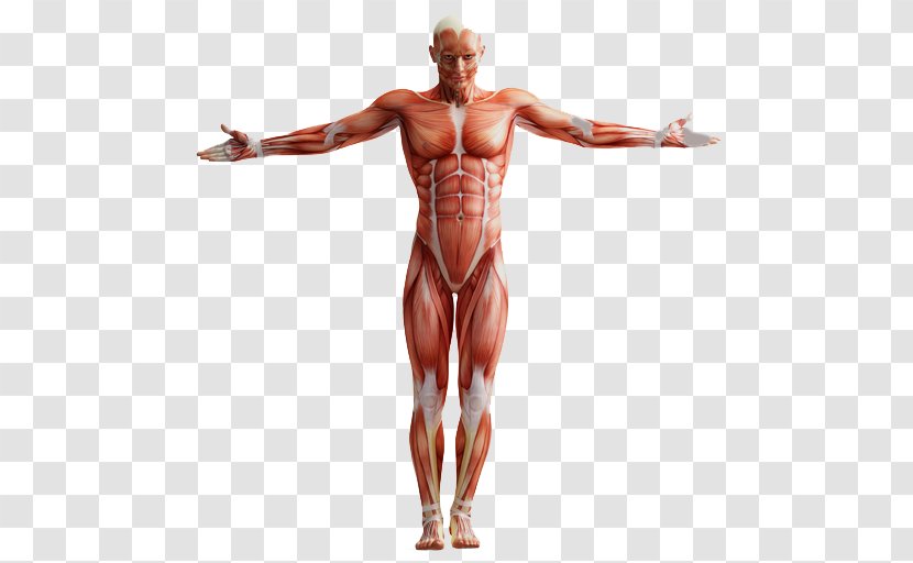 A ANATOMIA HUMANA Human Anatomy Muscular System Homo Sapiens - Flower - Watercolor Transparent PNG