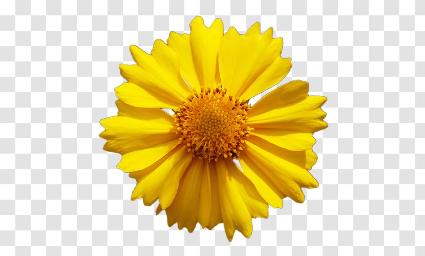 Common Daisy Sunflower Yellow Transvaal - Flowers Transparent PNG