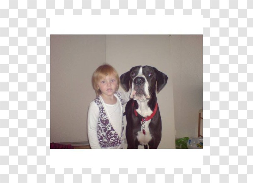 Great Dane Puppy Dog Breed Non-sporting Group Transparent PNG