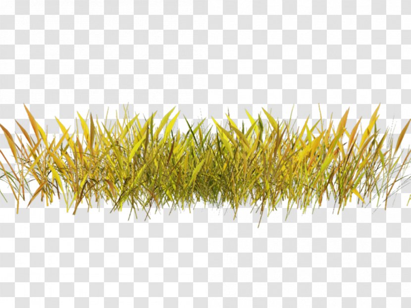 Digital Image Clip Art - Grass - Plant Transparent PNG