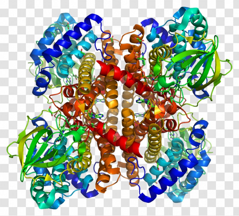 ACAD8 Acyl CoA Dehydrogenase Child Isobutyryl-CoA - Sudden Infant Death Syndrome Transparent PNG