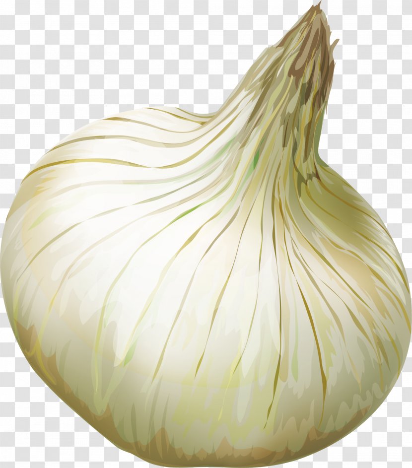 Shallot Elephant Garlic Yellow Onion Vegetable - Ingredient Transparent PNG