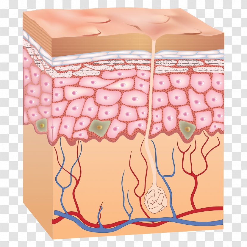 Epidermis Human Skin Anatomy - Flower Transparent PNG