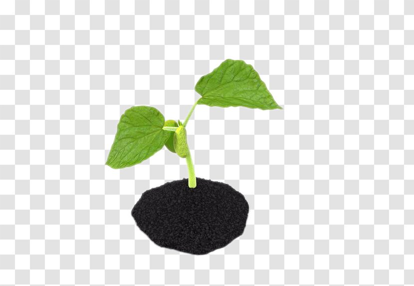 Sprouting Soil Bud - Bean - 3d Computer Graphics Transparent PNG