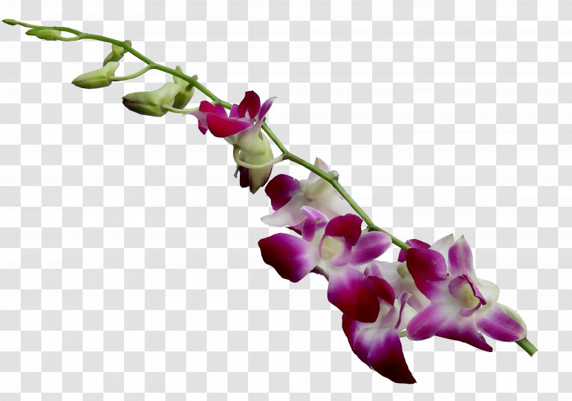 Moth Orchids Plant Stem Purple Twig - Flowering - Pedicel Transparent PNG
