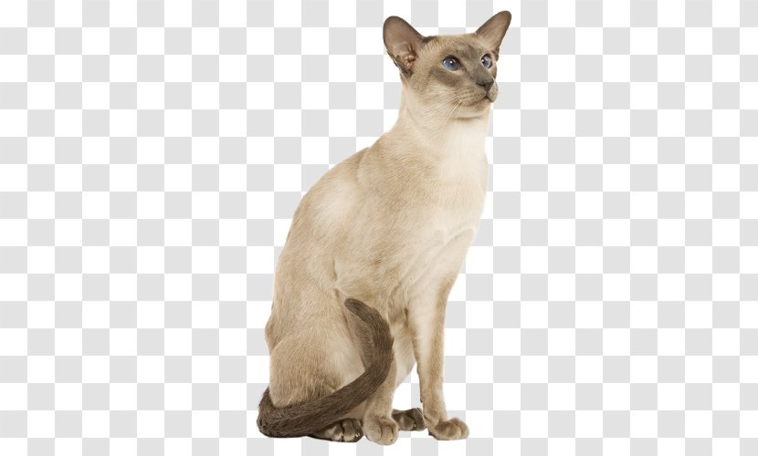Balinese Cat Burmese Tonkinese Domestic Short-haired Siamese - German Rex - Kitten Transparent PNG