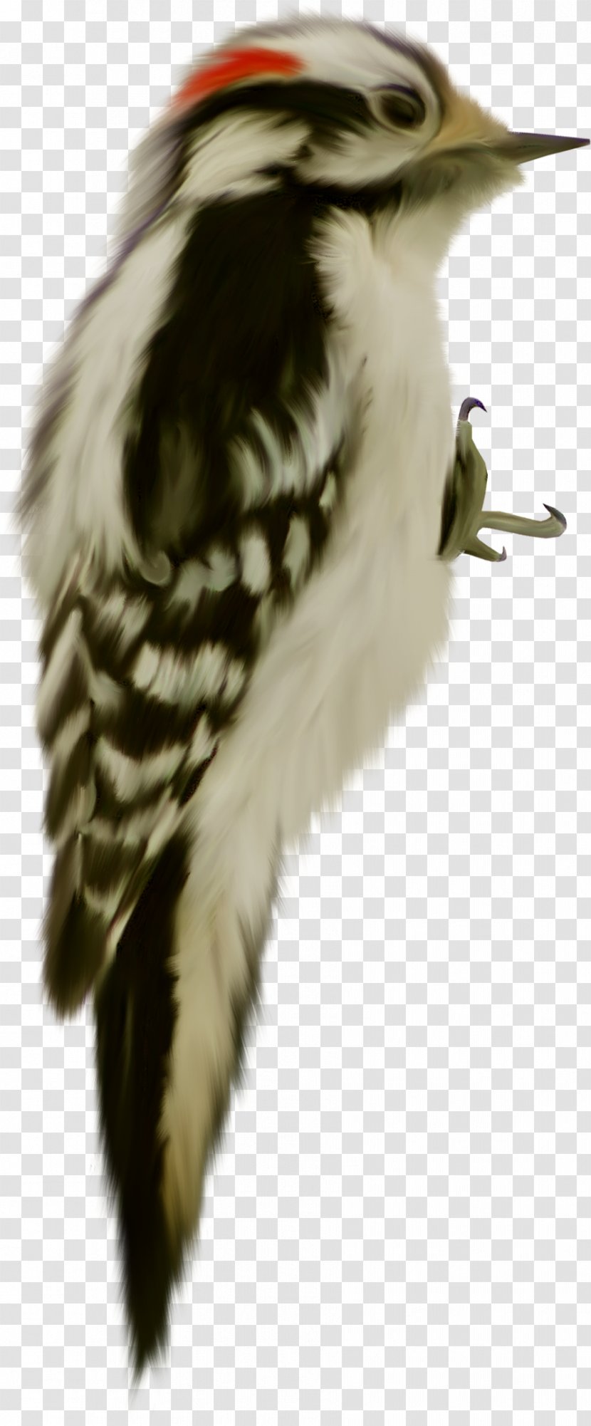 Bird Woodpecker Dendrocopos Clip Art - Cartoon Transparent PNG
