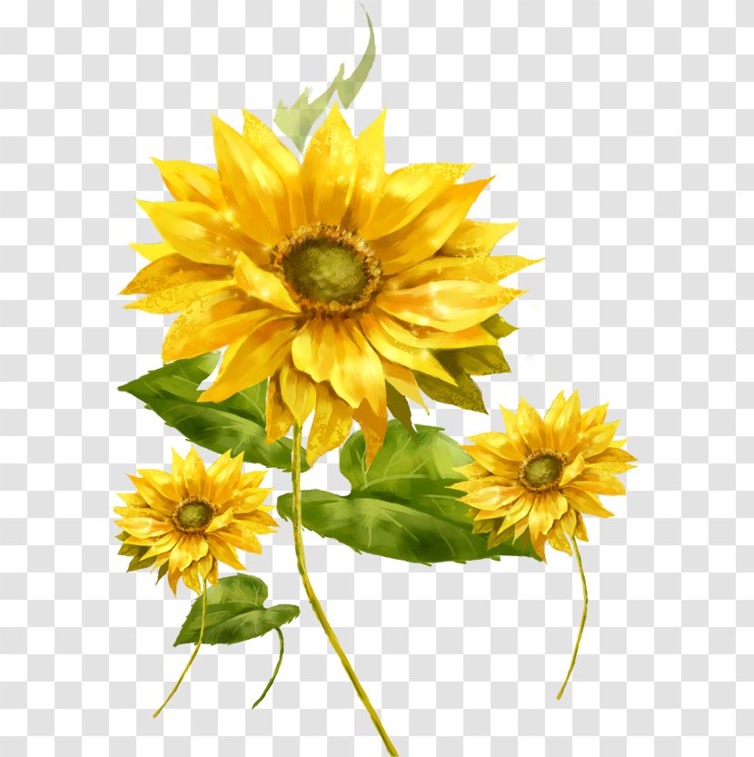 Common Sunflower Picture Frame Illustration - Flower Transparent PNG