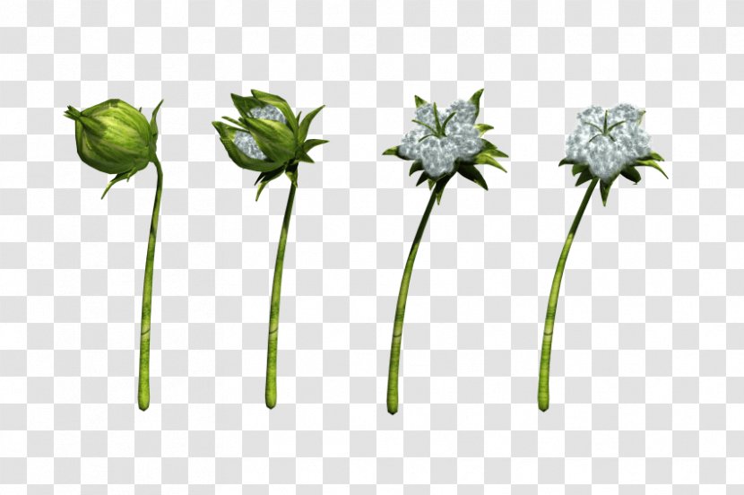 Flower Cotton Image Flora Plant Stem - Animation Transparent PNG