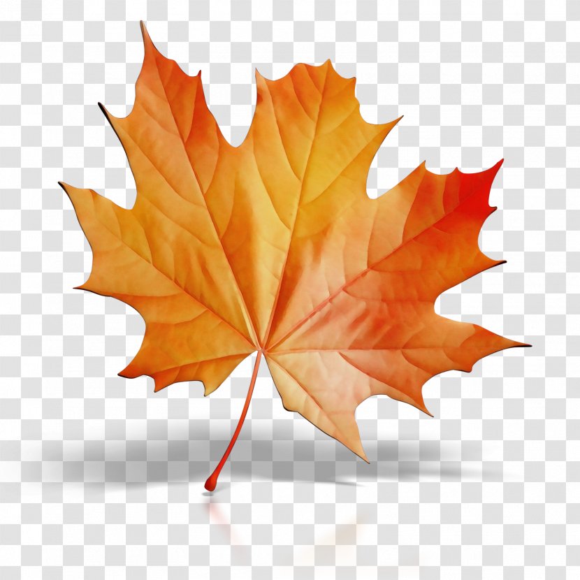 Canada Maple Leaf - Watercolor - Perennial Plant Flower Transparent PNG