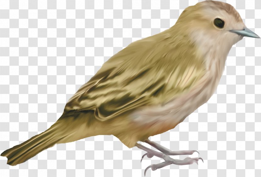 Bird Centerblog Paintbrush - Hand Drawn Sparrow Transparent PNG