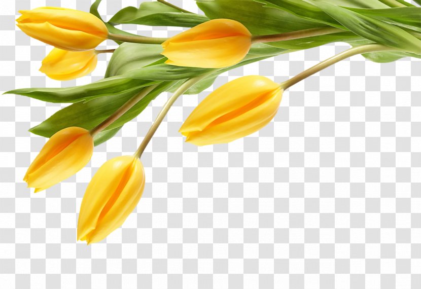 The Black Tulip Desktop Wallpaper Flower Yellow - Plant Transparent PNG