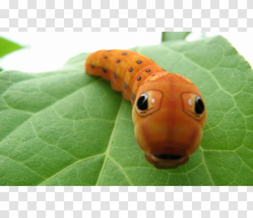 Butterfly Insect Spicebush Swallowtail Caterpillar Cuteness - Swallowtails Transparent PNG
