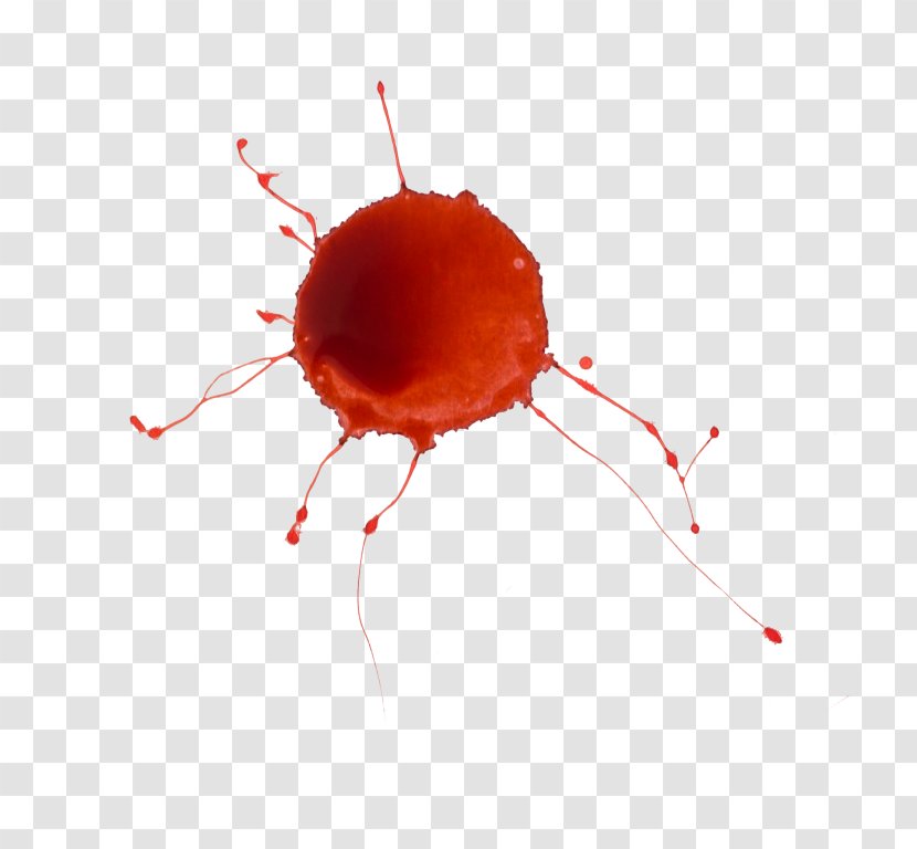 Blood Close-up Organism Transparent PNG