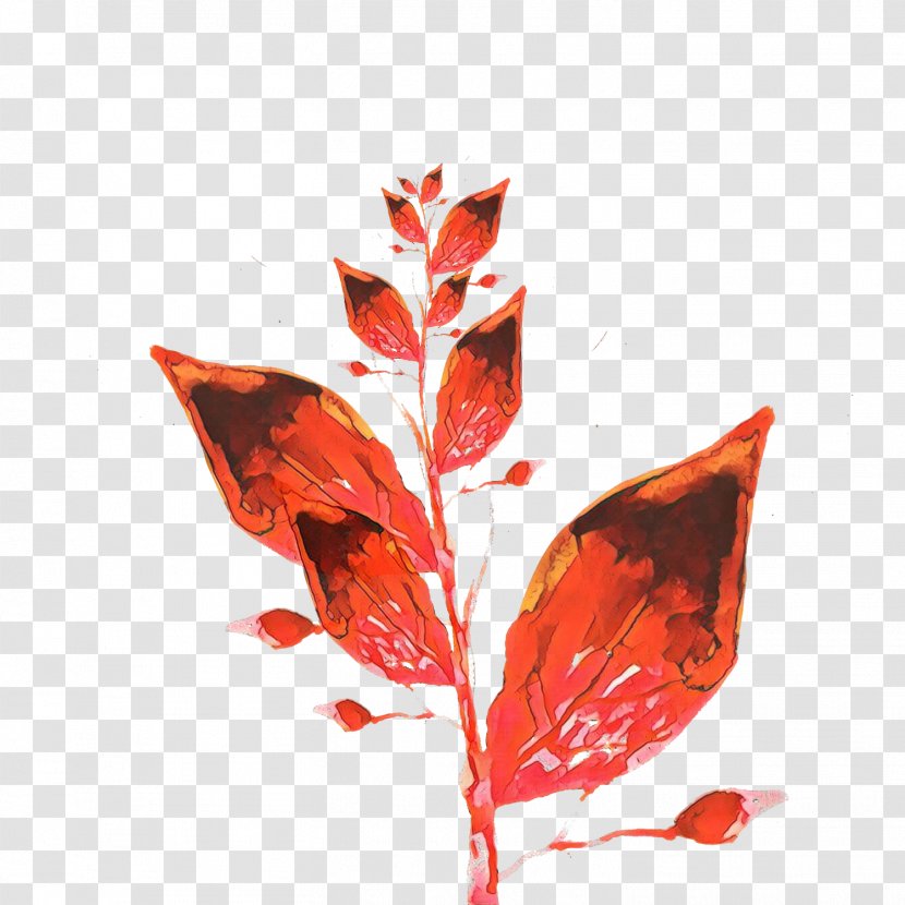 Leaf Red Plant Flower Tree - Flowering - Coquelicot Transparent PNG