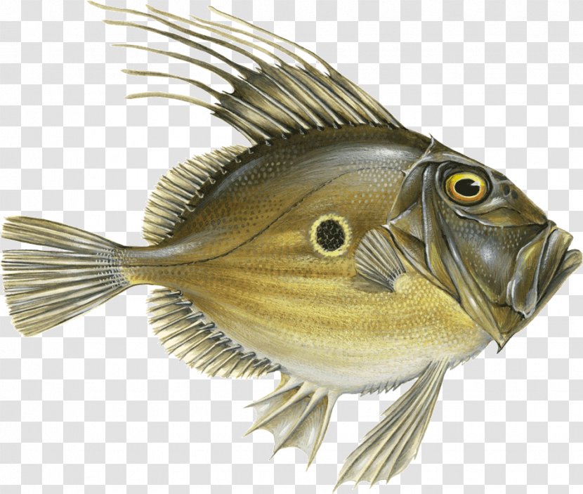 Fish John Dory Blue Tang Grenadier Atlantic Bluefin Tuna - Bass Transparent PNG