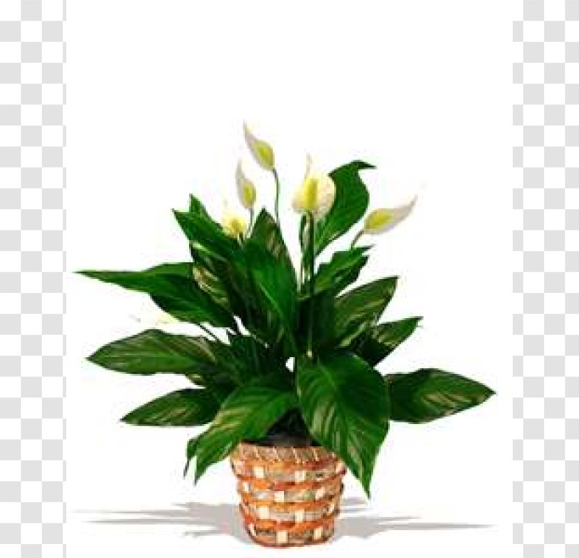 Floral Design Houseplant Peace Lily Flowerpot Chlorophytum Comosum - Flower Arranging - Potted Plants Transparent PNG