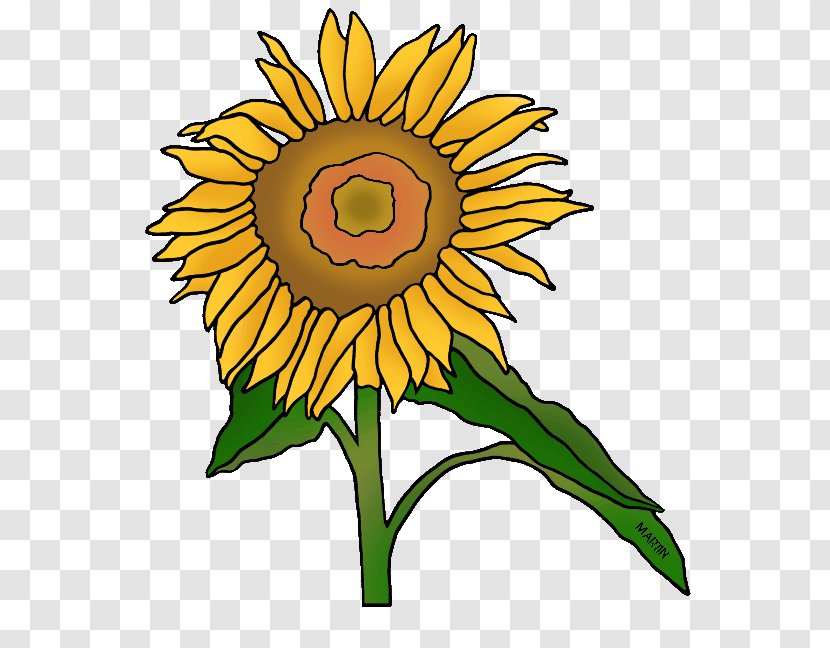 Common Sunflower Kansas Floral Design Clip Art - Plant - Flower Transparent PNG