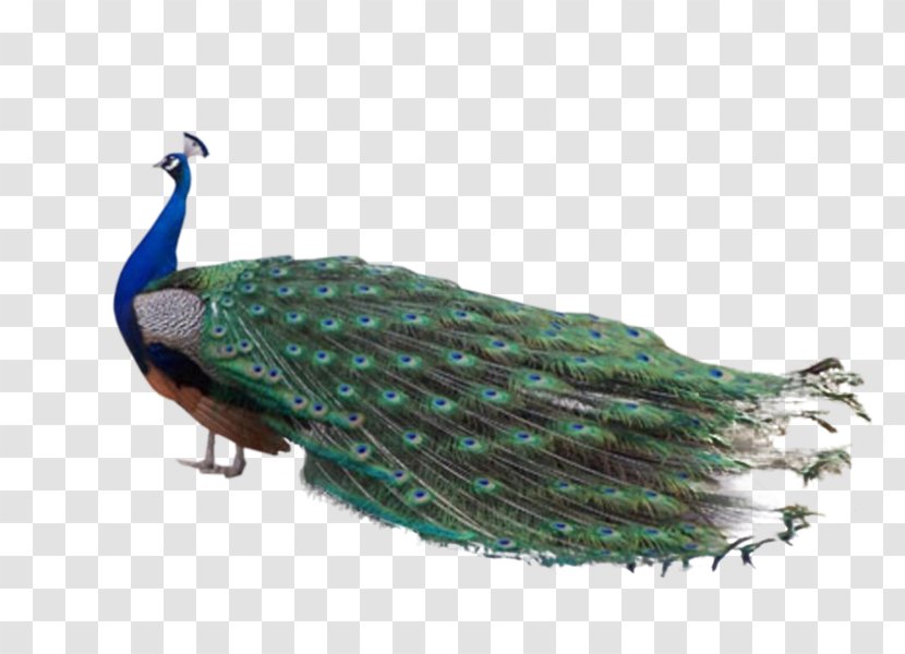 Firebird Indian Peafowl Feather Animal - Wing - Bird Transparent PNG