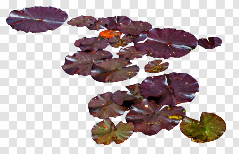Water Lily Lilium Aquatic Plants - Waterlily Transparent PNG