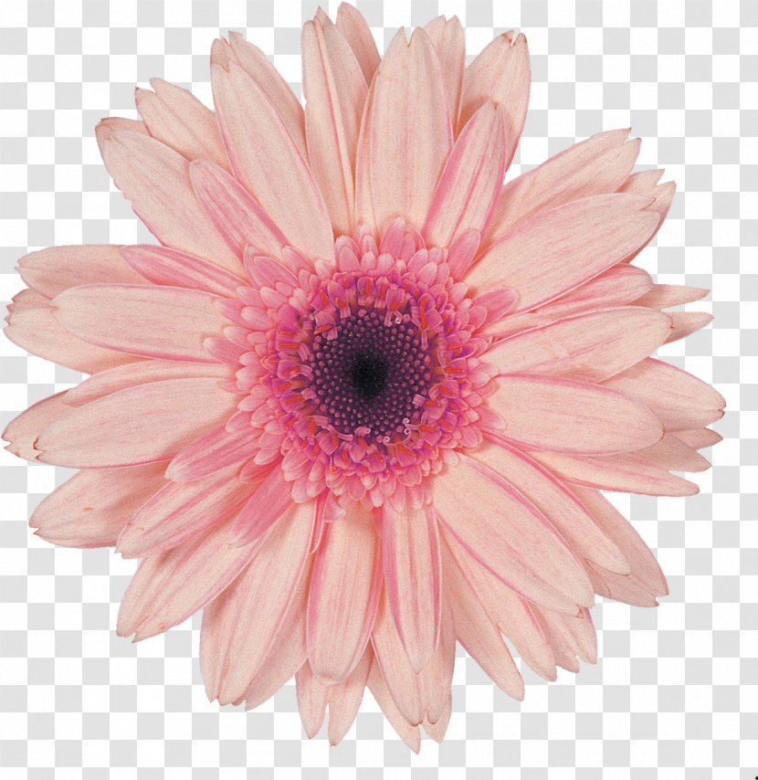 Transvaal Daisy Flower Desktop Wallpaper Stock Photography Pink - Peach - Gerbera Transparent PNG