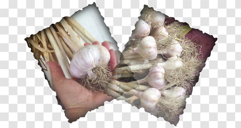 Garlic Organic Food Eat Delicious: 125 Recipes For Your Daily Dose Of Awesome Mountain Spanish Language - Growing Transparent PNG