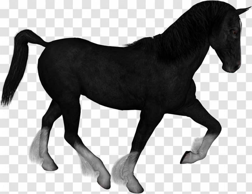 Mustang Horses Clip Art - Horse Transparent PNG