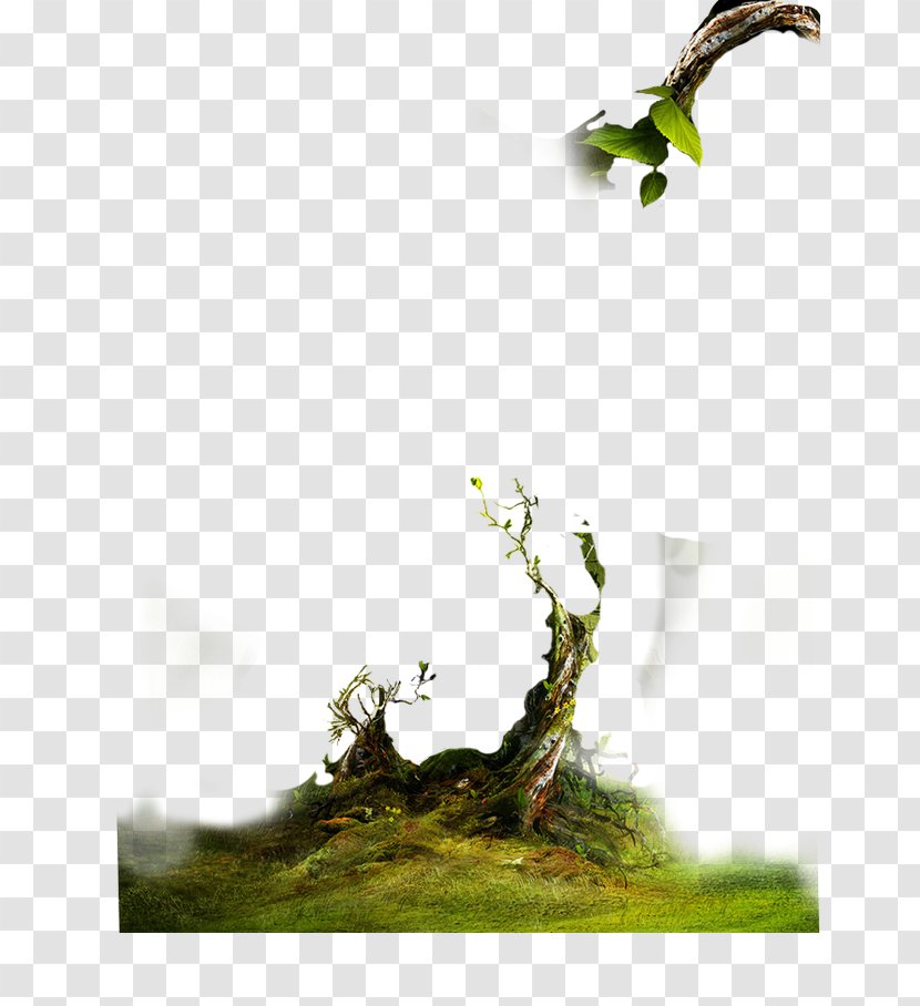 Trees,Branches - Houseplant - Plant Transparent PNG