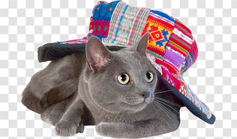 Korat Russian Blue Chartreux Kitten Domestic Short-haired Cat - Shorthaired Transparent PNG