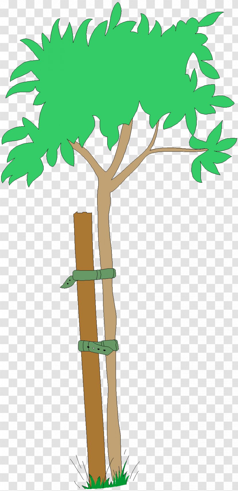 Tree - Plant - Child Transparent PNG