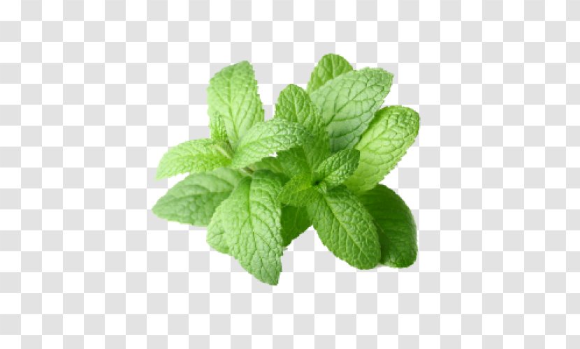 Peppermint Extract Mentha Arvensis Spicata Essential Oil - Perfume - Pepermint Transparent PNG