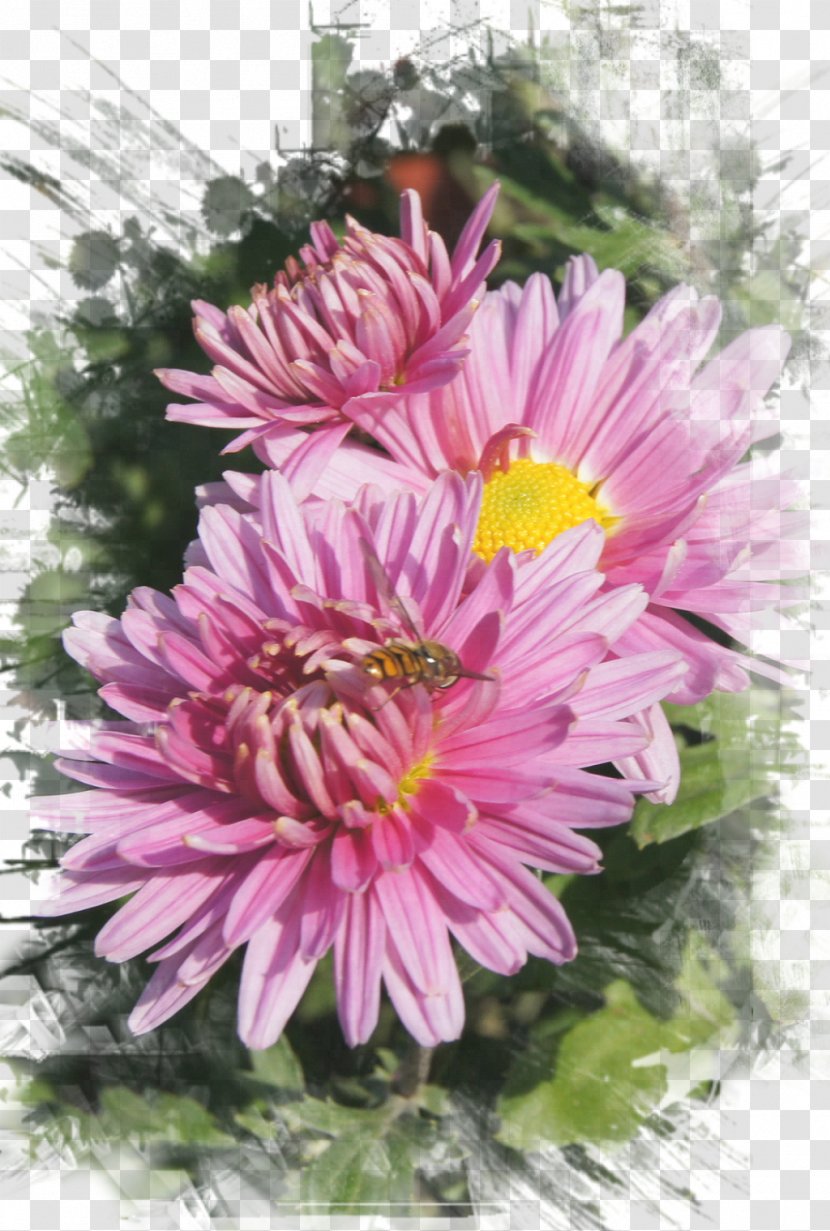 Marguerite Daisy Chrysanthemum Floral Design Petal Transparent PNG