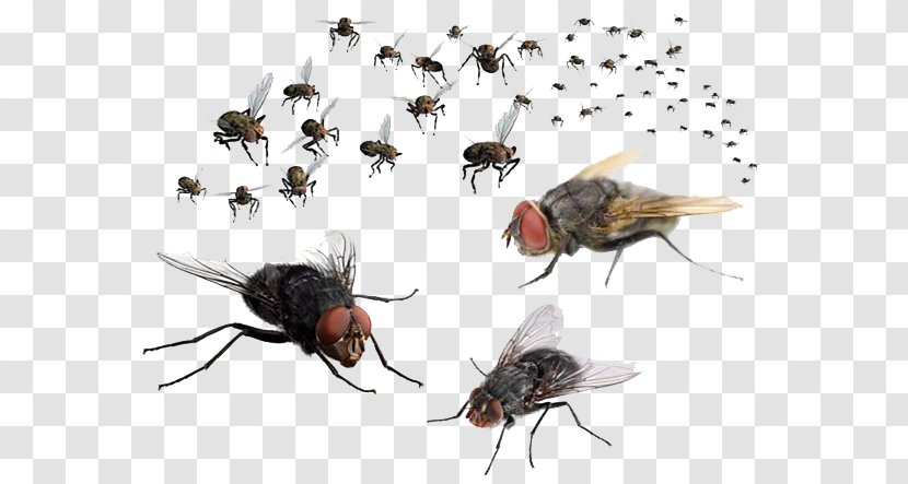 Mosquito Fly - Bait - Flies Transparent Image Transparent PNG