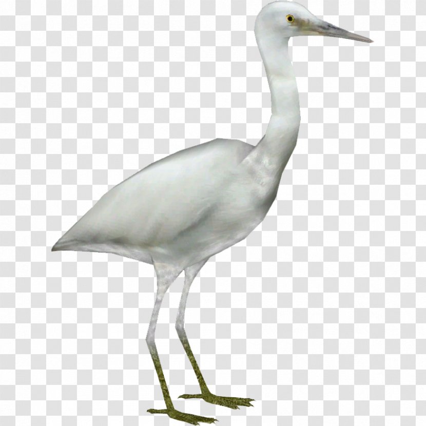 Great Egret Crane Heron Bird - Western Reef - Egrethd Transparent PNG