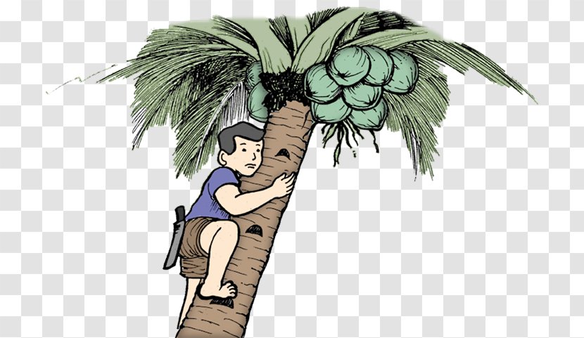 Coconut Department Of Education Tree Climbing Transparent PNG